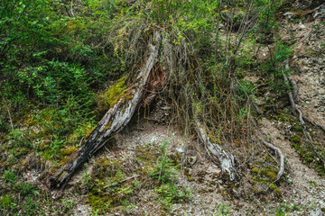 Scenic nature background with grasses and mosses among old tree roots close-up. Colorful natural backdrop with Wild flora of mountains. Rich greenery closeup. Nature background of lush vegetation.