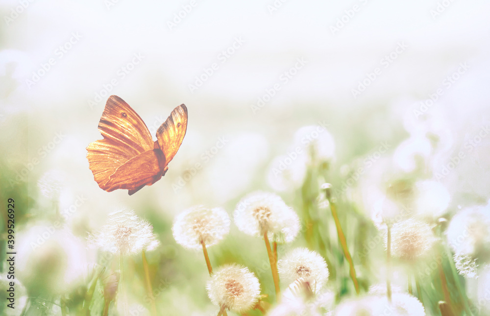 Poster spring background with light transparent flowers dandelion and flitting orange butterfly in pastel l