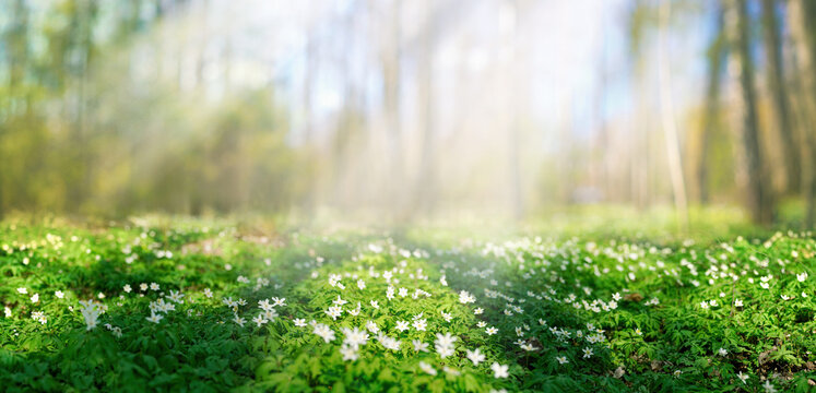 Forest Flower Forest Flower