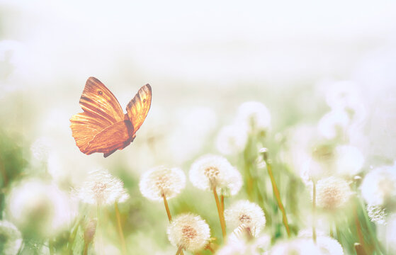 Fototapeta Spring background with light transparent flowers dandelion and flitting orange butterfly in pastel light tones macro with soft focus. Delicate airy elegant artistic image of nature,