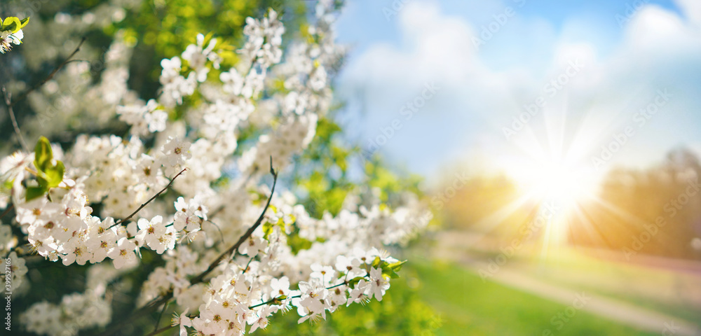 Poster beautiful spring landscape with selective soft focus. branches of a flowering tree in nature park an