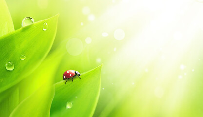 Drops of morning dew and ladybug on young juicy fresh green leaves glow in sunlight in nature close-up. Spring summer natural background with water drops and copy space. © Laura Pashkevich