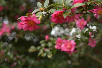 red flowers
