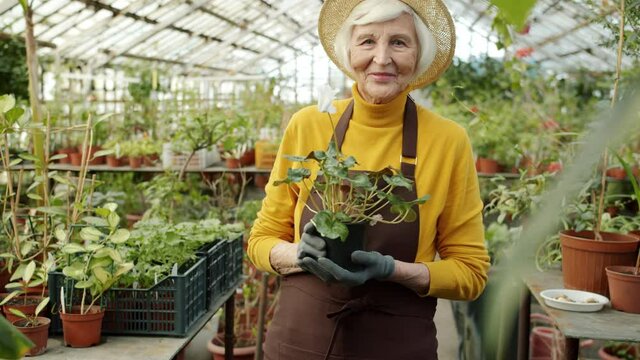 Slow motion portrait of elderly lady gardener holding beautiful pot plant standing in greenhouse alone smiling and looking at camera. Retirement and farming concept.