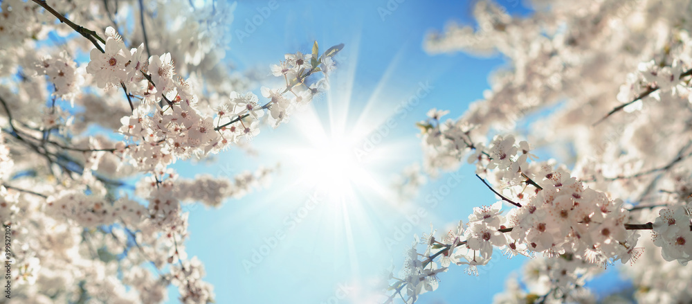 Poster beautiful blooming spring blurred nature background. branches of blossoming tree with soft focus on 