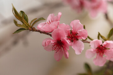 pink cherry blossoms