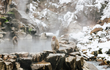 Snow monkeys soak in hot springs of Japan (温泉に入るニホンザル)