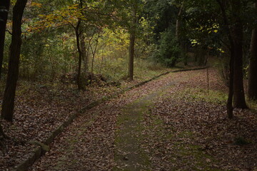 path in the woods