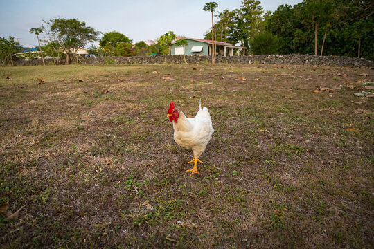 A wide angle photo of a chicken in a rural farm field as it forages for food. Copy space.