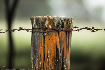 Obraz na płótnie Canvas An old weathered worn fence post on rural farmland with strands of rusting barbed wire against a soft focus green backgorund. New South Wales, Australia.