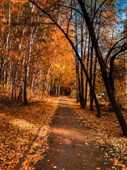 autumn in the park