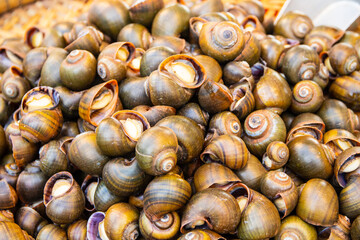 Sea boiled snails for sale from Thailand