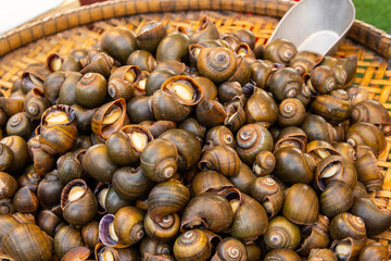 Sea boiled snails for sale from Thailand