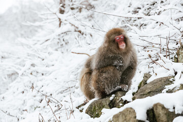 Snow monkeys of Japan (冬山のニホンザル)