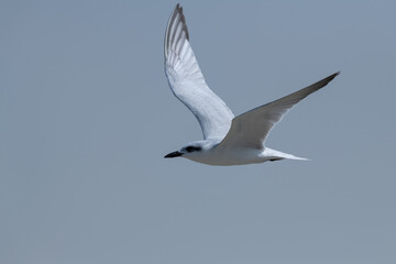 Close-up of a Gull-billed Tern in flight