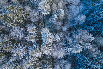 Blue background texture of a frozen forest at winter, top earial view