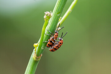 Spotted asparagus beetle on the asparagus sprout top. The main pest of asparagus crop.