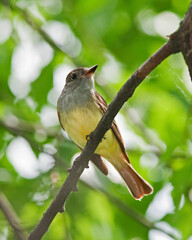 Great-crested Flycatcher