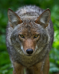 Fototapeta premium Portrait of a Coyote