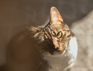 Soft focus of cat face looking at camera during sunset.