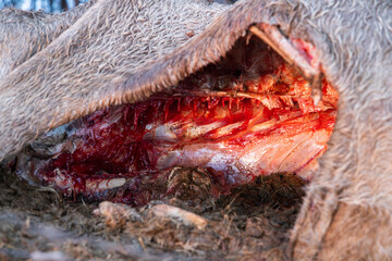 Corpse of cow lying on the ground lifeless with a perforated belly, ribs and backbone in sight. Animal dead.