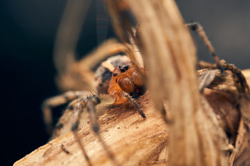 Orange spider in its habitat from the front