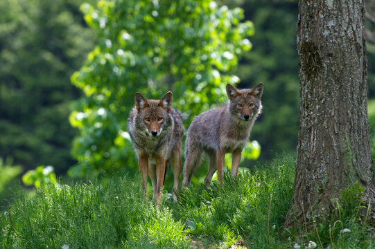 Coyotes luring on the trail