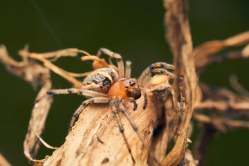 Orange spider in its habitat