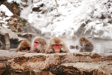 Fototapeta premium Snow monkeys soak in hot springs of Japan (温泉に入るニホンザル)