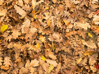 Fallen dry leaves on dirt