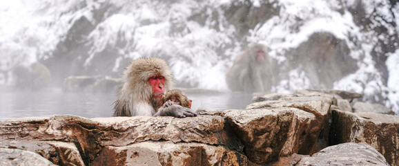 Obraz premium Snow monkeys soak in hot springs of Japan (温泉に入るニホンザル)