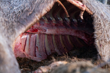 Corpse of cow lying on the ground lifeless with a perforated belly, ribs and backbone in sight. Animal dead.