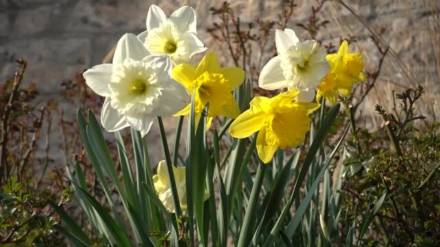 Bl&uuml;hende Osterglocken im Garten vor einer Steinmauer, am Anfang mit einer vorbeifliegenden Hummel