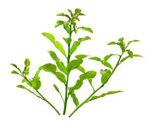 fresh kaffir leaves isolated on white background
