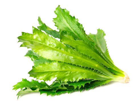 fresh culantro isolated on white background