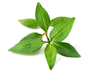 fresh laksa herb isolated on white background