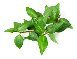 fresh laksa herb isolated on white background