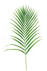 fresh palm leaves isolated on white background
