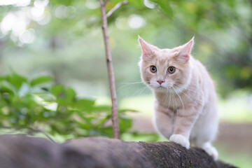 ノルウェージャンフォレストキャット44