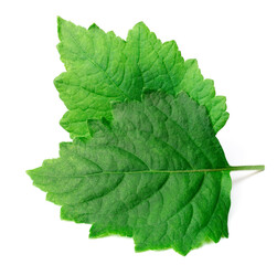 fresh Patchouli (Pogostemon cablin) leaves isolated on the white background