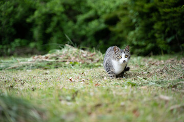 猫2