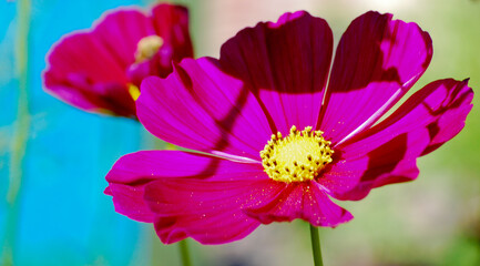 Gros plan d'une fleur cosmos de couleur rose, avec un jaune vif au centre.