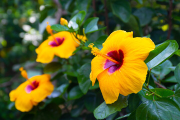 yellow hibiscus flowers blooming in the garden