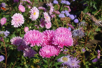 Fototapeta premium China asters with pink and violet flowers in September