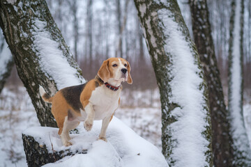 cute Beagle dog on a walk in a snowy winter Park