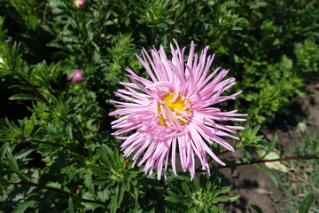Fototapeta premium Pale pink flower of China aster with thread like petals