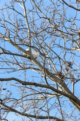 White sad cat sits on a branch of a tall tree and looks down