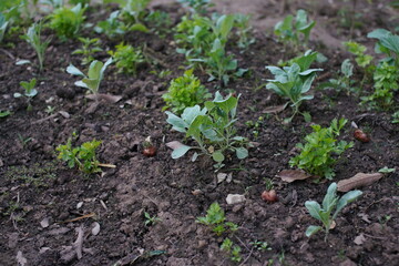 Vegetable garden In the house area at thailand.