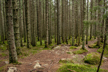 Obraz premium footpath in the forest