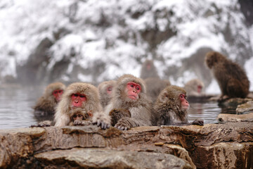 Snow monkeys soak in hot springs of Japan (温泉に入るニホンザル)